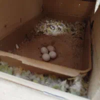 طوطی برزیلی مولد|پرنده|کازرون, |دیوار