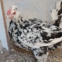 مرغ