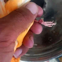 قناری نر ردفاکتور