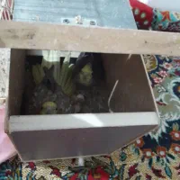 عروس هلندی کارداده