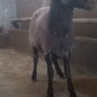 بره قوچ