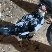مرغ و خروس گلین /جوجه/نیمچه/تخم نطفه دار