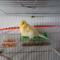 قناری فری کلکسیونی