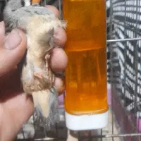 سه عدد ماده فنج انگلیسی|پرنده|کرمانشاه, |دیوار