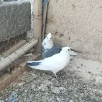 کبوتر|پرنده|گلپایگان, |دیوار