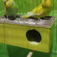 یک جفت مرغ عشق مولد