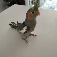 جوجه عروس هلندی