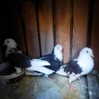 کفتر ماده ابلق