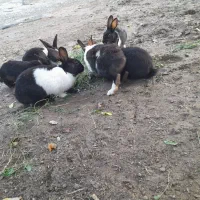 خرگوش|موش و خرگوش|رودان, |دیوار