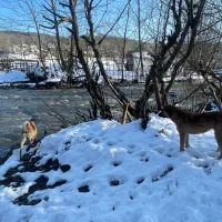 ویلا-جنگل-های-سراوان1500-متری