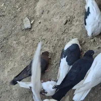 نر ابادنی|پرنده|اژیه, |دیوار