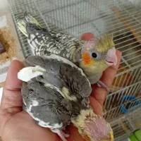 جوجه عروس هلندی مرواریدی در رباط کریم