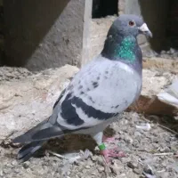 نر عراق پلاک