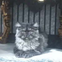 گربه