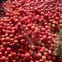 انار تازه ازدرخت چیده شوده