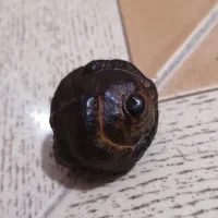 شهاب هبهاب تک طبیعی