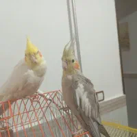 جفت عروس هلندی سخنگو واهلی