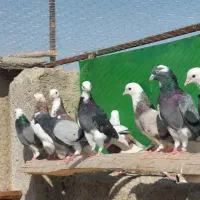 کبوتر پرشی6جفت شازده سبز سرور