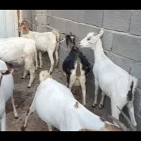 فروش ۱۰ تا بز بربری  ۴تا کهره دار ۶تا آبستن نزدیک|حیوانات مزرعه|مهر, |دیوار