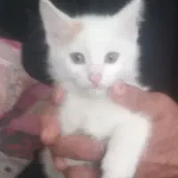 دو گربه بازیگوش
