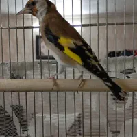 پنج سره ماده داغسررسمی بهاره جوجه قفس|پرنده|تهران, خانی آباد نو شمالی|دیوار