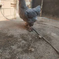 مرغ و خروس برهما|حیوانات مزرعه|قرچک, داوود آباد|دیوار