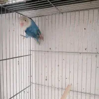 برزیلی ماده بالغ