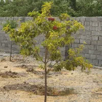 باغ باغچه زمین چهار دیواری آسفالت سند تک برگ