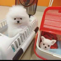 پامرانین جیبی