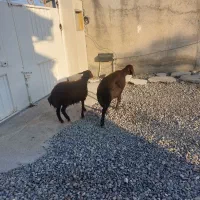 گوسفند ابست و بره نر|حیوانات مزرعه|آق قلا, |دیوار