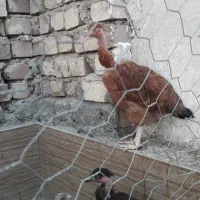 مرغ و خروس گردن لخت|حیوانات مزرعه|قم, آزادگان|دیوار