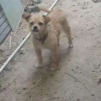 پاکوتا نر باهوش