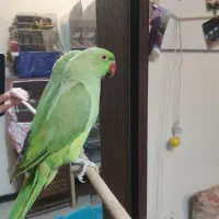 طوطی ملنگو ۱۰۰٪ نر