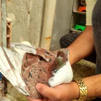 جفت ساده هفترنگ کاکلی عطیقه