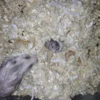 بچه همستر   سوری در رنگ بندی مختلف