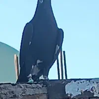 4عدد کبوتر باهم فروخته میشوند