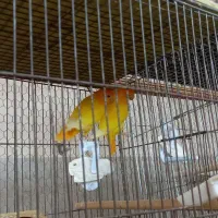 عروس هلندی باجوجه و طوطی کوتوله اوپال کله نارنجی|پرنده|بندرعباس, |دیوار