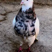 طوقی هفت‌رنگ