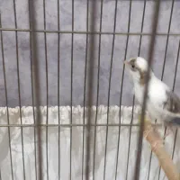 یک عددقناری|پرنده|ملایر, |دیوار