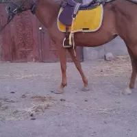 مادیون ۵ساله
