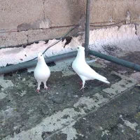 تعدادی جفتی و ماده بازی کن