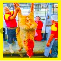 عقییقه«گوسفند+زنده»برّ۰نرینه تنظیم بازار/زیرقیمت