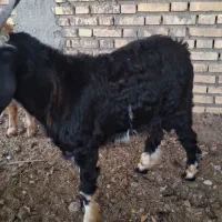 چوش های خوب چاق هردونر|حیوانات مزرعه|گنبد کاووس, |دیوار