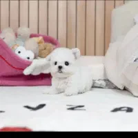 پشمالو و ریز