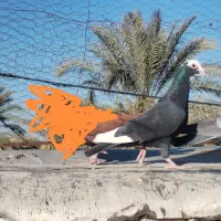 کبوتر|پرنده|بم, |دیوار