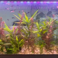 ماهی تزعینی|ماهی|شیراز, شهرک ولیعصر|دیوار