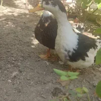 2 عدد اردک زیبا|حیوانات مزرعه|اصفهان, محمودیه|دیوار