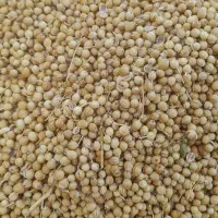 بذرگشنیز|گل و گیاه طبیعی|دزفول, |دیوار