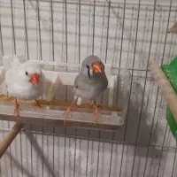 جفت فنچ مولدبا قفس