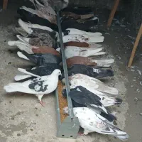 کفتر پرشی
